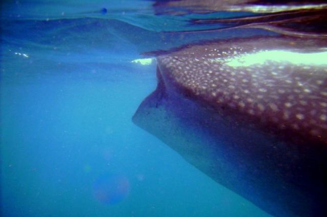 Snorquel con tiburón ballena